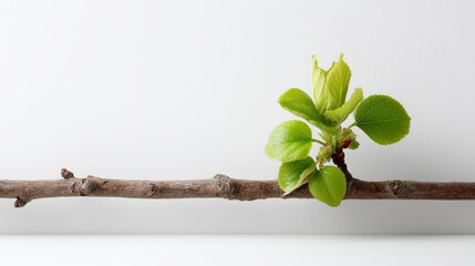 Poster - Fresh green leaves flourish on a slender branch set against a clean white background, highlighting the beauty and simplicity of nature in a minimalist style