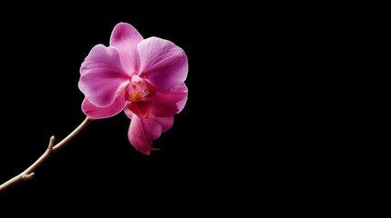 Poster - Single deep purple orchid bloom stands out against a stark black backdrop, illuminated by soft spotlight, showcasing its delicate petals and evoking a sense of elegance