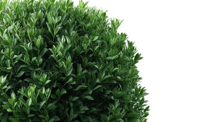 Poster - Lush rounded shrub showcases vibrant green foliage, isolated against a seamless white background, ideal for artistic or commercial use with ample copy space