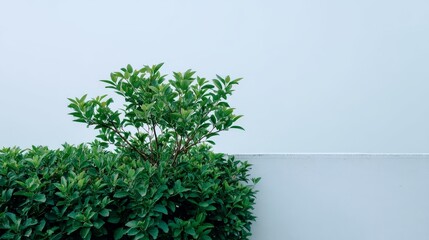 Poster - Green shrub exhibits dense, even foliage, presented against a plain white background. The clean composition emphasizes the natural beauty of the plant