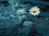 Single daisy emerges from rough asphalt, symbolizing resilience and hope amidst adversity. contrast between delicate flower and harsh pavement is striking