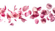 © Maestro - Scattered Pink Petals, Cut Out Transparent