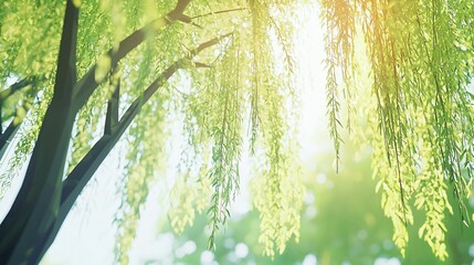 Poster - Majestic tree with sunlight filtering through its leaves creating a beautiful display of nature's light and shadow on a bright day