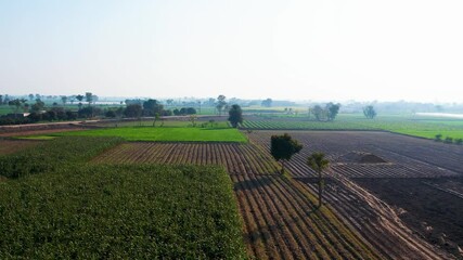 Wall Mural - Agriculture landscape with a flying bird and agricultural fields of Punjab, Pakistan.