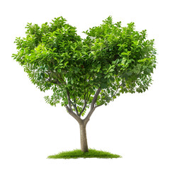 lush green tree isolated on black background