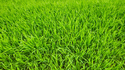 Canvas Print - fresh green grass nature background