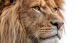© Anca - Majestic Lion's Gaze: A close-up shot of a regal lion, showcasing its striking mane and intense gaze, capturing the essence of its power and strength.