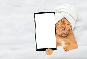 Poster - Relaxing Mastiff puppy wearing towel lying on a bed at home and showing big smartphone with white blank screen in it paw. Top down view. Empty  space for text