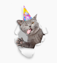 Leinwandbilder - Crazy cat with tongue out wearing party cap looking through a hole in white paper