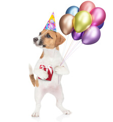 Poster - Funny jack russell terrier puppy wearing party cap holds gift box and balloons and looks away and up on empty space. isolated on white background