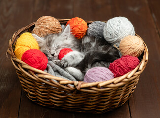 Fototapete - Cute tiny maine coon kitten hugs ball of thread and sleeps inside a basket with many clews of thread. Dark wooden background