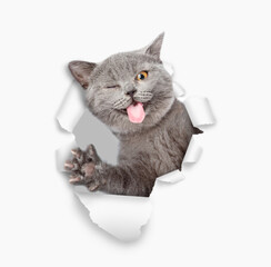 Aufkleber - Funny winking cat with tongue out looks through the hole in white paper