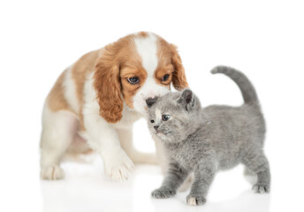 Poster - Сavalier King Charles Spaniel puppy sniffs or kisses or licks tiny gray kitten.  isolated on white background