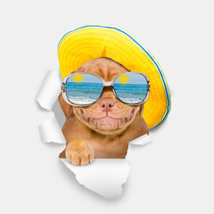 Leinwandbilder - Happy Mastiff puppy wearing summer hat and mirrored sunglasses looking through the hole in white paper