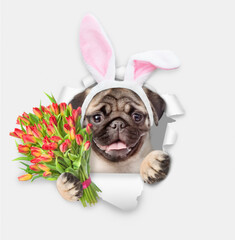 Leinwandbilder - Happy pug puppy wearing easter rabbits ears holds bouquet of tulips and looks through the hole in white paper