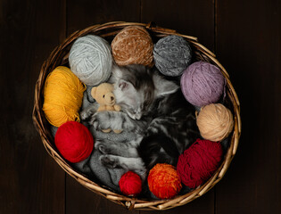 Aufkleber - Tabby tiny maine coon kitten hugs favorite toy bear and sleeps inside a basket with clews of thread. Top down view