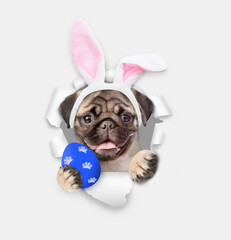 Leinwandbilder - Smiling Pug puppy wearing easter rabbits ears looks through the hole in white paper and shows painted egg