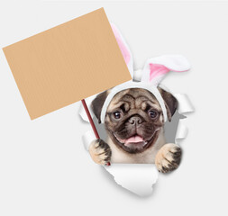 Leinwandbilder - Happy Mastiff puppy wearing easter rabbits ears looks through the hole in white paper and shows empty placard