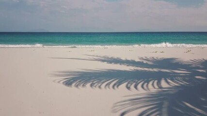 Poster - White sandy shoreline stretching toward turquoise waters, palm tree casting gentle moving shadows across pristine coastal landscape, embodying peaceful tropical summer serenity