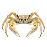 Close-up of a light beige crab.  Front view, showcasing its shell details and claws