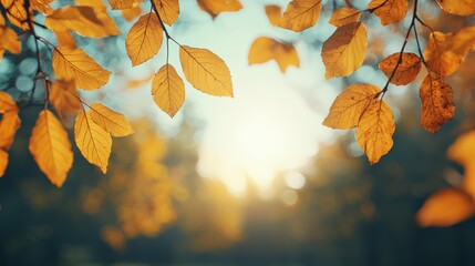 Poster - Golden autumn leaves gently swaying in soft sunlight, creating a magical woodland atmosphere
