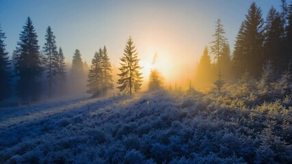 Poster - Misty forest at sunrise with sunbeams piercing through dense pine trees. 