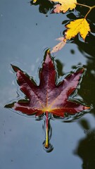 Poster - Close-up of vibrant maple leaf floating on calm pond with reflection..

