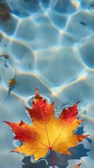 Poster - Close-up of vibrant maple leaf floating on calm pond with reflection..

