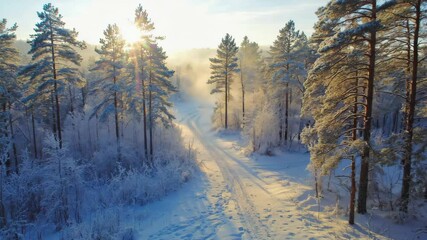 Poster - Snow-covered pine forest viewed from top with winding narrow path cutting through..

