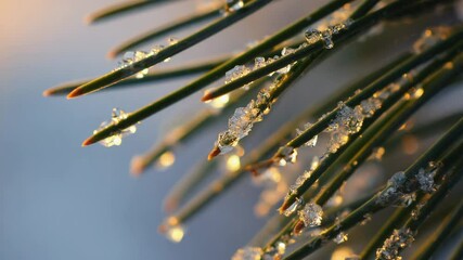 Poster - Macro close-up of pine needles with tiny snow crystals catching golden light