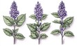 © Supriyati Pixxel - Detailed botanical illustration of three lavender sprigs, showcasing leaves and blossoms
