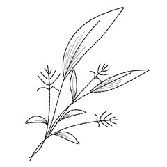 hand drawn leaf sketch,leaf line art,wedding invitation decoration