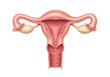 © NURUNNAHAR - Illustration showing the female reproductive system with uterus and ovaries diagram isolated on transparent background