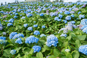 Wall Mural - natural landscape view of purple hydrangea flower (hydrangea macrophylla) in a garden.