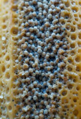 Aufkleber - Banana Peel Surface Close Up, A Natural Texture. Tiny Pores Visible, Fruit Skin Detail. Food Microscopy Image, Organic Produce Study. Interesting Details Are Showing.