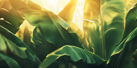 Poster - Large green leaves illuminated by sunlight, showcasing texture and natural light patterns, representing growth, nature, and serenity
