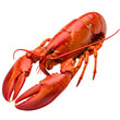 © Dezayn - Cooked Red Lobster Isolated on White Background