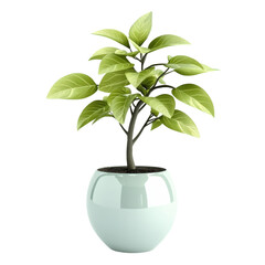 Poster - young green houseplant with multiple vibrant leaves growing in a smooth white ceramic pot isolated o