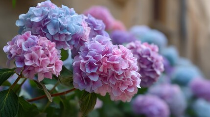 Aufkleber - Vibrant hydrangea macrophylla blossoms showcase a mesmerizing palette of pink, blue, and purple hues. Their lush petals fill the garden with life and color, creating a serene atmosphere