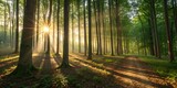 Atmospheric nature landscape with a trail winding through sunlit woods high resolution photo
