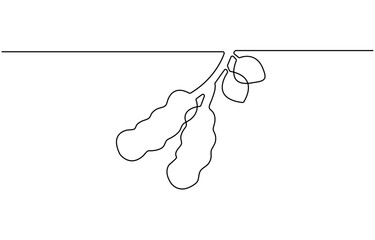Poster - Single continuous line drawing of whole healthy brown organic tamarind for orchard logo identity. Fresh fruitage concept for fruit garden icon. Dynamic one line draw graphic design vector il