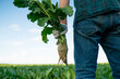 © Leonid - Man farmer in agricultural field holding sugar beet in agricultural field. Working on farm