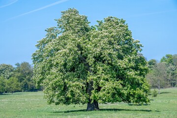 horse chestnut tree aesculus hippocastanum in spring with blossom