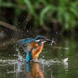 © Yasmi - Martim-pescador fêmea emergindo da água após um mergulho malsucedido para capturar um peixe.