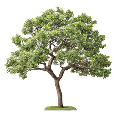 a single beautiful green tree stands tall against a crisp white background.