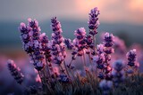 A lavender field at sunset, isolated on a diffrent collers background, with soft golden light casting a serene glow over the flowers.