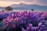 A lavender field at sunset, isolated on a diffrent collers background, with soft golden light casting a serene glow over the flowers.