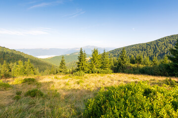 Wall Mural - mountain summer landscape. outdoor adventure. fir trees near the grassy meadow with forest on hillsi