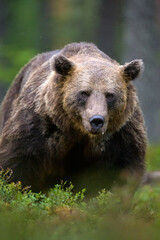 Wall Mural - Big brown bear in the forest