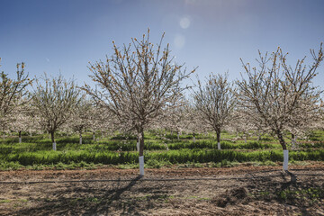 Intensive Almond Orchard in Full Bloom, Toledo, Spain